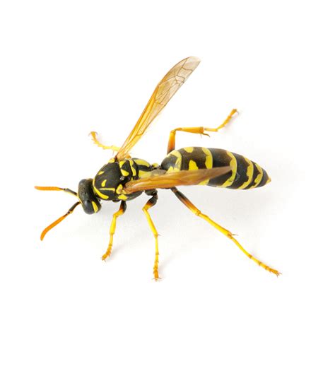 General pest control, termite treatment/prevention, and mole control. wasp - Google Search | Animais
