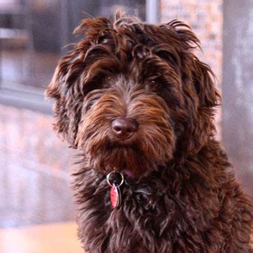 Sylvester is our endearing medium (38#) australian labradoodle stud. Michigan Labradoodle Puppies For Sale | Michigan Breeders