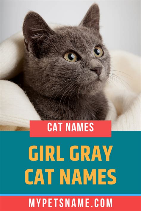 Kitten Names Female Grey Guide Raising