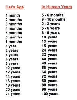 For the following cat age chart in human years, note that overlap between life stages is common and all cats age differently. Dawn's Days: Cat's Age/Human years an FYI