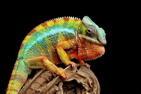 The 25 Most Amazing Types Of Lizards Names Photos And More