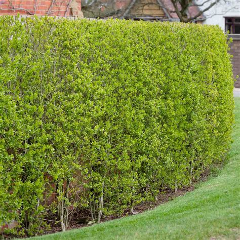 Privet Hedge Plants Ligustrum Ovalifolium Hedges Direct