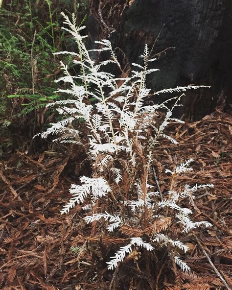 Albino Redwood Also Known As Ghosts Of The Forest R