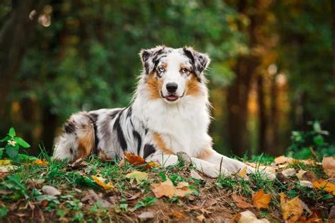 Check spelling or type a new query. Best Dog Food for Australian Shepherds : Top Puppy, Adult ...