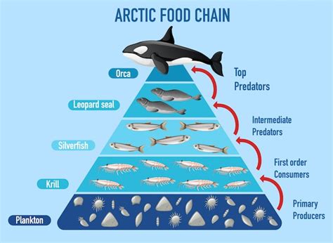 Free Vector Arctic Food Chain Pyramid