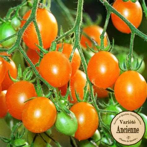 Tomate Cerise Jaune Mini Vertmont
