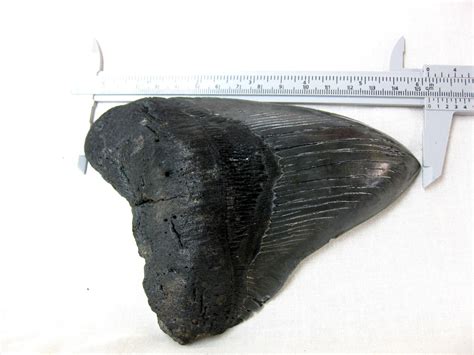 Georgia Giant Megalodon Shark Tooth 1k For Sale