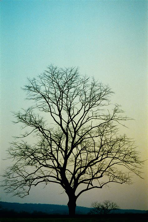 Filebare Tree Sunset