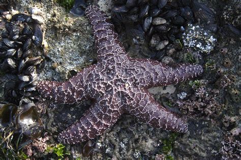Pisaster Ochraceus Purple Sea Star Or Ochre Sea Star Flickr