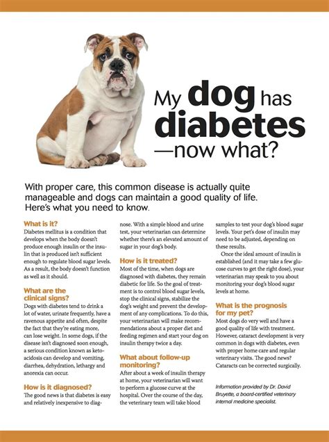 New vet, and they both approved. My #dog has #diabetes- now what? #pets #pethealth # ...