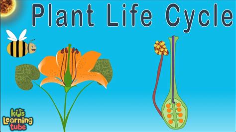 Plant Life Cycle For Kids 2nd Grade Life Cycle Powerpoint For Kids K