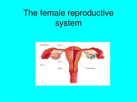 Human Body Parts Female Reproductive System Reproductive Organ Pictures Images And Stock