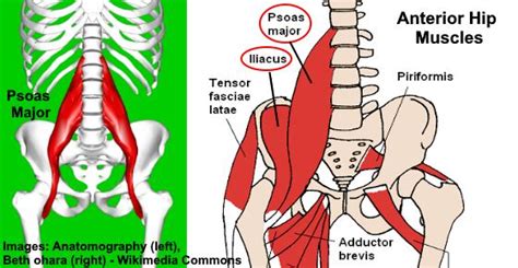 The Psoas Muscle And How To Release It To Relieve Pain And Tension