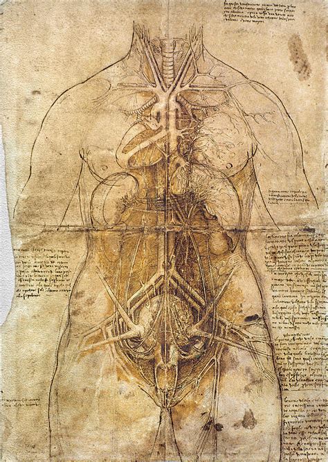 Leonardo Da Vinci Anatomy Photograph By Granger