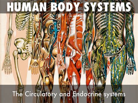 Human Body Systems By Twanis