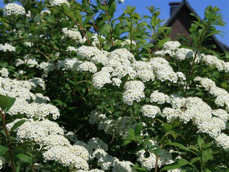 Blühende sträucher dürfen in keinem garten fehlen. Japanische Strauchspiere 'Snowmound' - Spiraea nipponica ...