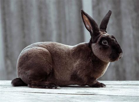 Castor Rex Rabbit Pictures Facts Traits Behavior And Care Pet Keen