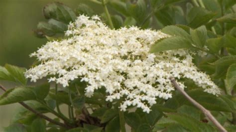 Incredibly Edible Elderflower Is The Star Ingredient Of The Season Itv News West Country