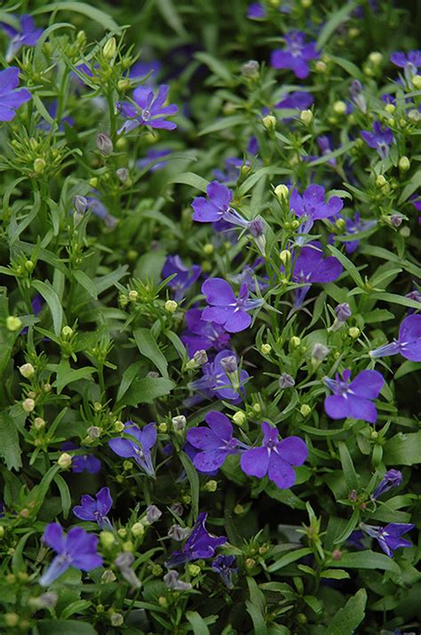 Texas state wildflower day is celebrated every april 24. Riviera Midnight Blue Lobelia (Lobelia erinus 'Riviera ...