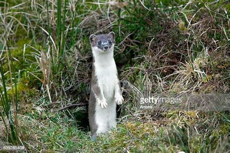 Short Tailed Weasel Photos And Premium High Res Pictures Getty Images