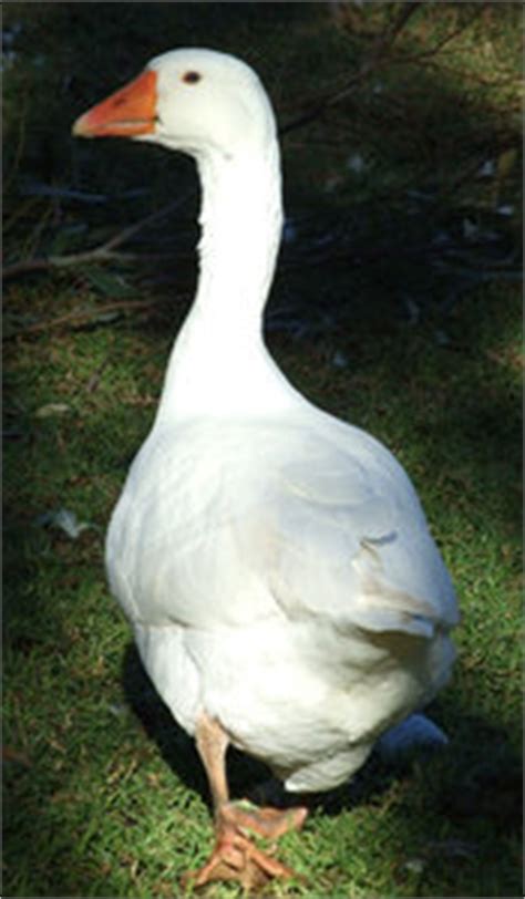 Brown goose with orange beak. Don't be a goose? | Free stock photos - Rgbstock -Free ...