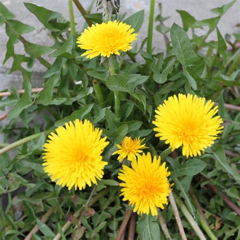 10 Edible Spring Weeds Kitchn