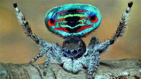 Peacock Spider Jurgen Otto And Stuart Harris Via Adorablespiders Tumblr Weird