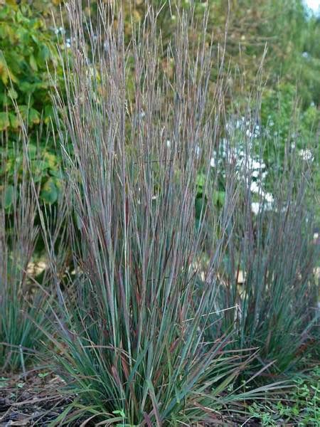 It was discovered by north creek nurseries of landenberg, pa. Product Viewer - Schizachyrium Standing Ovation