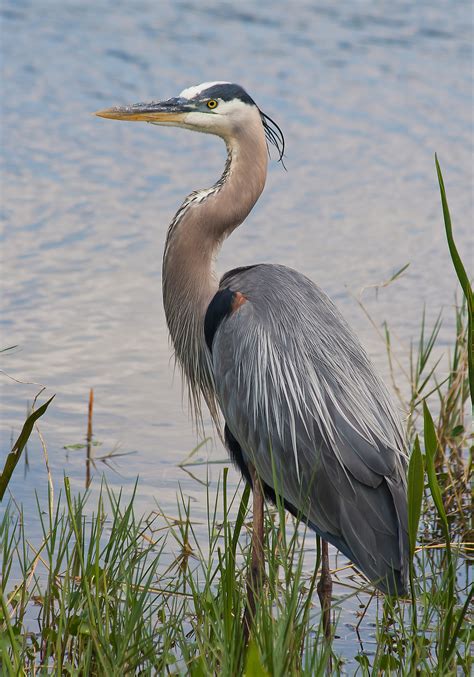 Royalty Free Stock Image Great Blue Heron