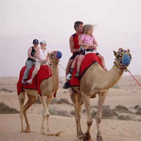 Best dubai trip is here for you at every step. The Camel Desert Safari in Dubai - Enjoy the Ride at ...