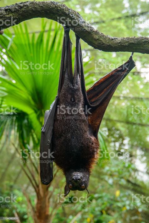 Large Malayan Flying Fox Stock Photo Download Image Now Flying Fox