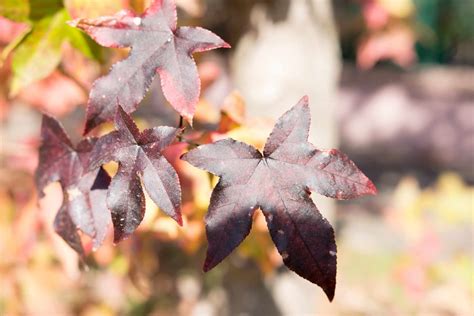 How To Identify Maple Sycamore And Sweetgum Leaves