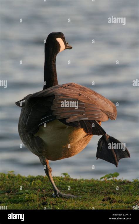 Canada Goose On One Leg Stock Photo Alamy