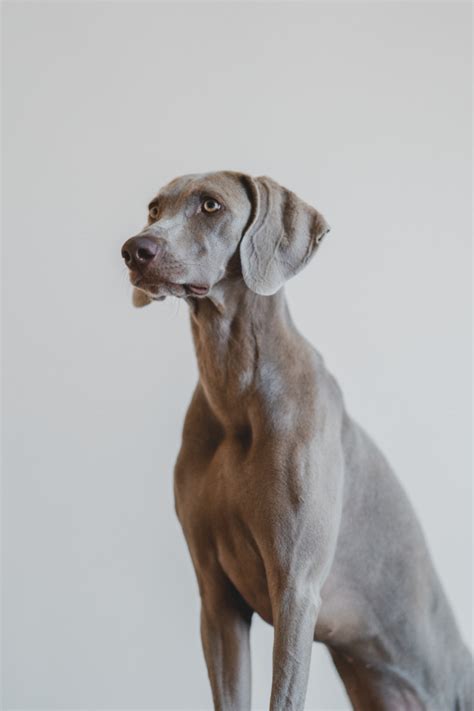Just like a grey weimaraner, blue weimaraner colors come in a variety of dark and light shades. Vertical portrait of a blue weimaraner type of dog on a ...