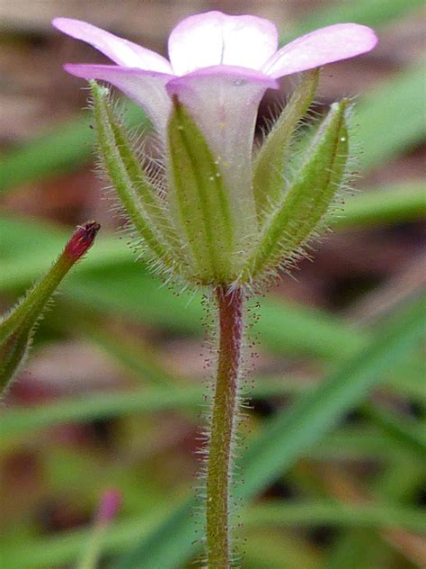 Photographs Of Geranium Rotundifolium Uk Wildflowers Hairy Spreading