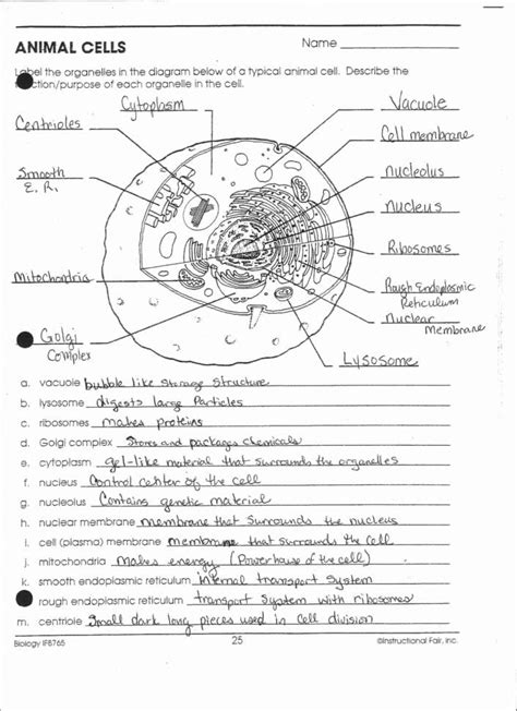 Anatomy And Physiology Printable Worksheets