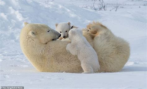 Mother Polar Bear Rolls Around In The Snow With Her Young Cubs Baby