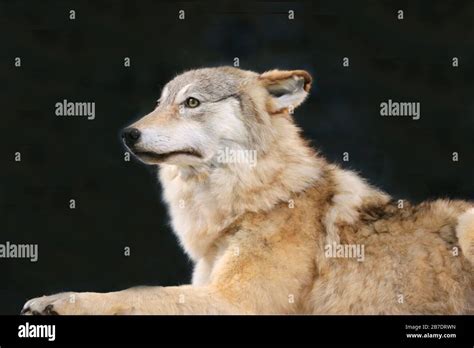 Head Shot Closeup Portrait Of A Lying Steppe Wolf On Isolated Black