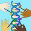 Human Gene Editing Questions Ethics In Medicine – Raider Echo
