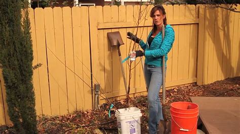 Prepare the planting spot well before the tree's arrival. Planting a Dwarf Fruit Tree and Advantages for the ...