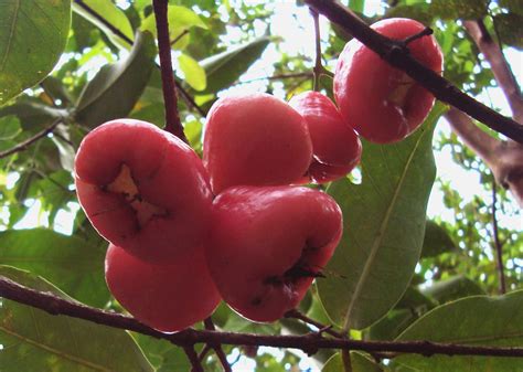 It is native to south east asia. Rose Apple or Wax Apple (Pini Jambu) | #321 - Syzygium ...