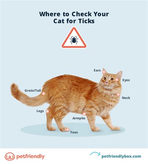 What You Should Know About Ticks On Cats And How To Remove