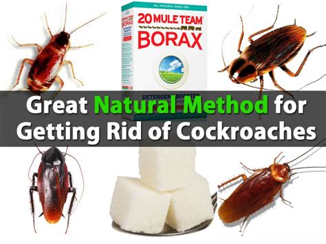 Whenever you see a cockroach, just grab your hairspray and start spraying on it. Great Natural Method for Getting Rid of Cockroaches - DIY ...