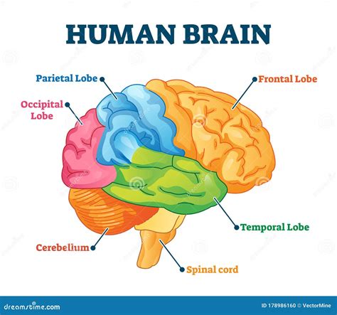 Labelled Part Of Human Brain