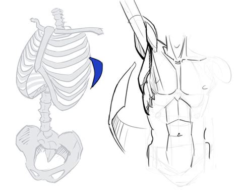 How To Draw The Torso Front View Drawings Skeleton Drawings