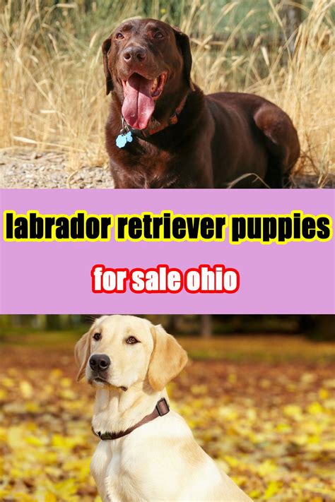 The beautiful little puppies are labrador retrievers. Labrador Retriever Puppies Ohio Rescue