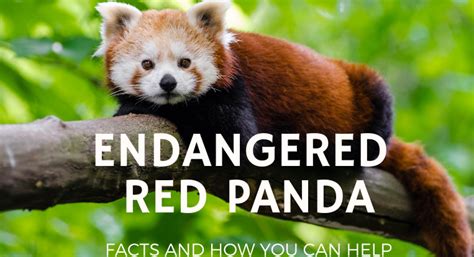 Endangered Red Panda Facts Primary Threats And How You Can Help Art