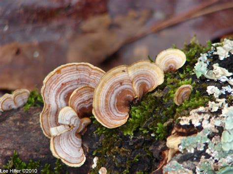 Twilight Forest Lichen Moss Rocks Wood And Fungus Hike Our Planet