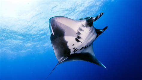 Watch Pregnant Manta Ray Spotted 6000km From Home Independentie