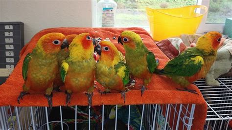 This is to be used for baby birds that fall from the nest, until they can be brought to a wildlife rehabilitation center near you. Sun Conure #95630 for sale in Napa, CA